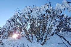 Snow gums in the morning sun