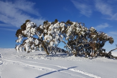 More Snow gums