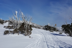 Returning through the Orchard