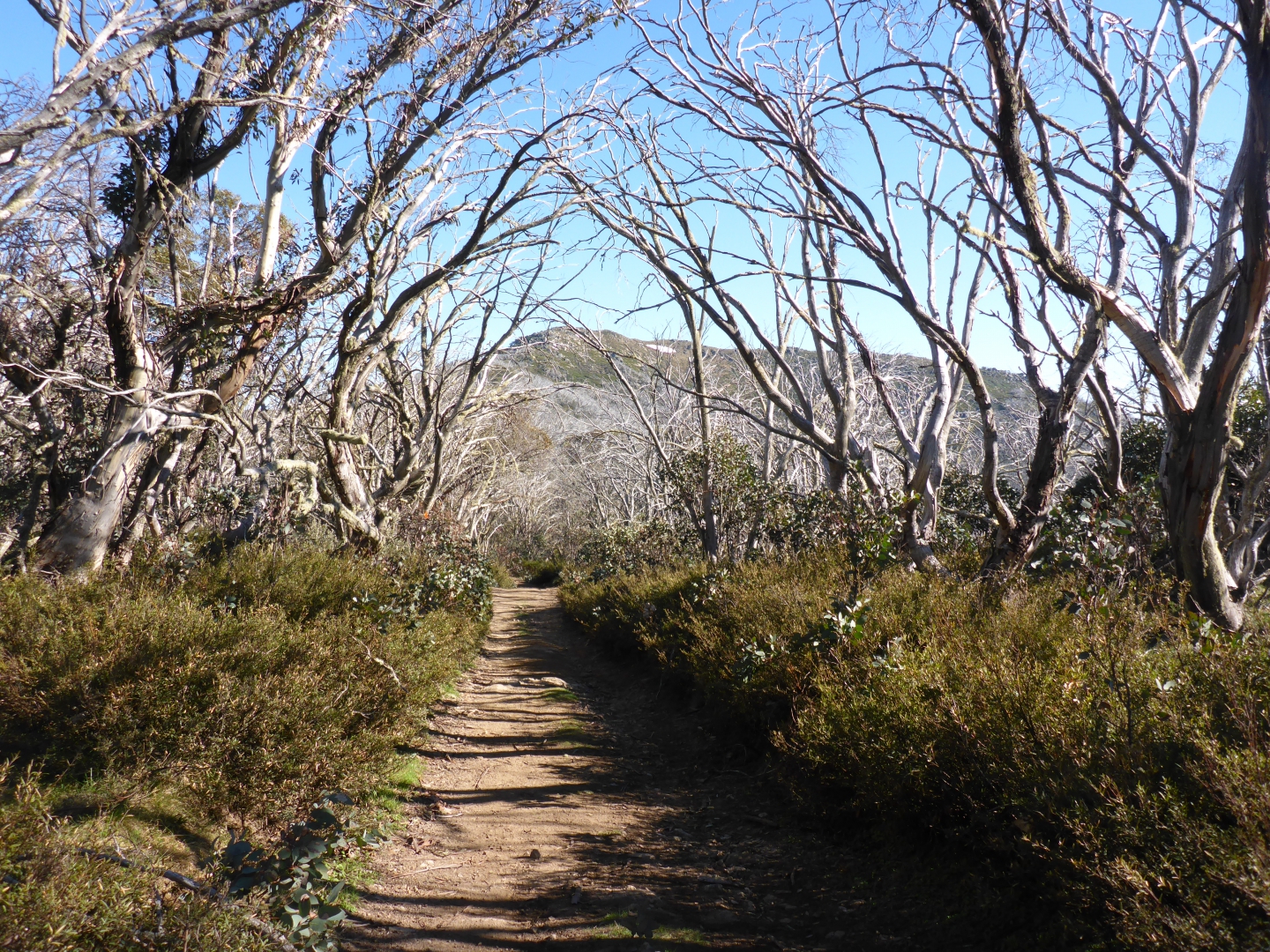 Howqua track to Mt Stirling