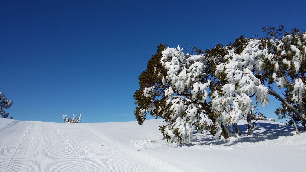 A long suffering snow gum waiting for its ice encrustation to melt in the sun