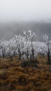 Iced up dead snow gums provide an amazing sight against the bare ground