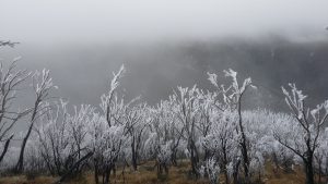 More iced up snow gums