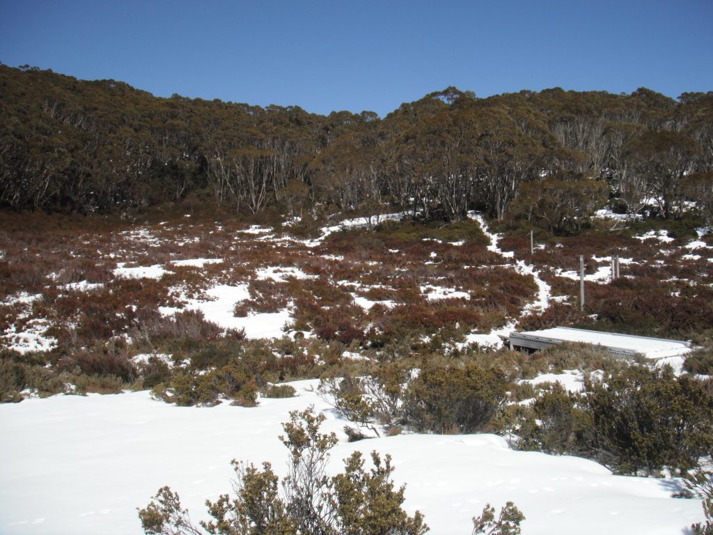 The snow cover was getting quite thin in the alpine marshes